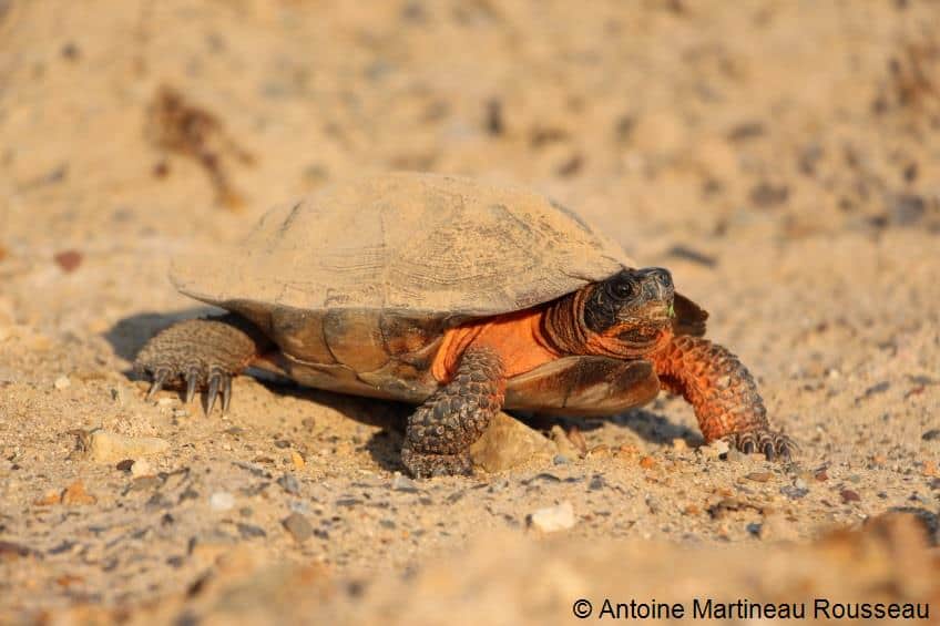 Tortue sur sol sablonneux ensoleillé