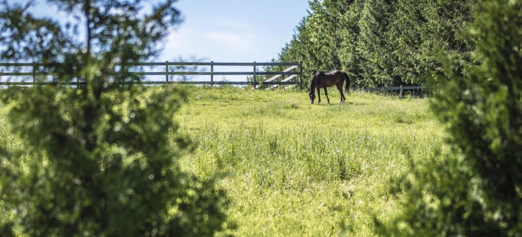 Cheval broutant dans un pré verdoyant