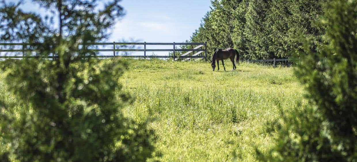 Cheval broutant dans un pré verdoyant