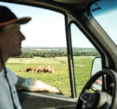 Homme conduit près de vaches dans un pré verdoyant.