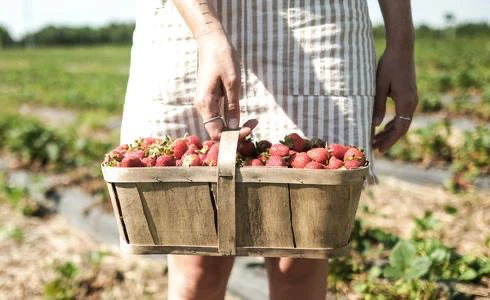 Femme portant un panier de fraises récoltées