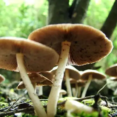 Champignons poussant sur le sol forestier verdoyant.