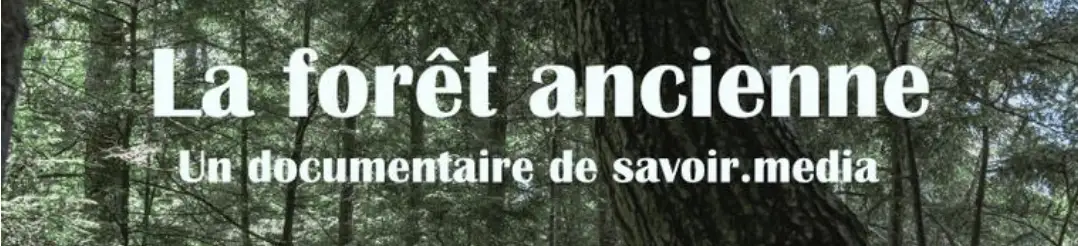 Affiche du documentaire "La forêt ancienne