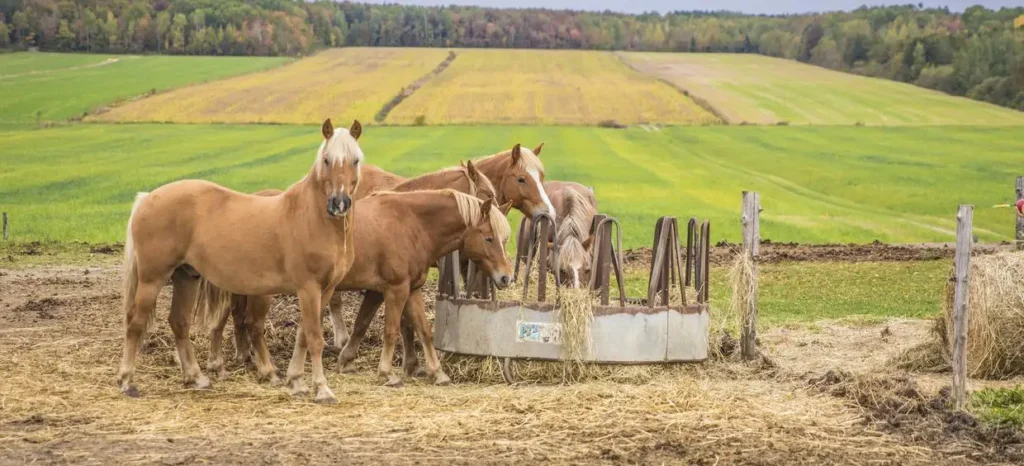 Chevaux bruns mangeant dans un champ verdoyant.