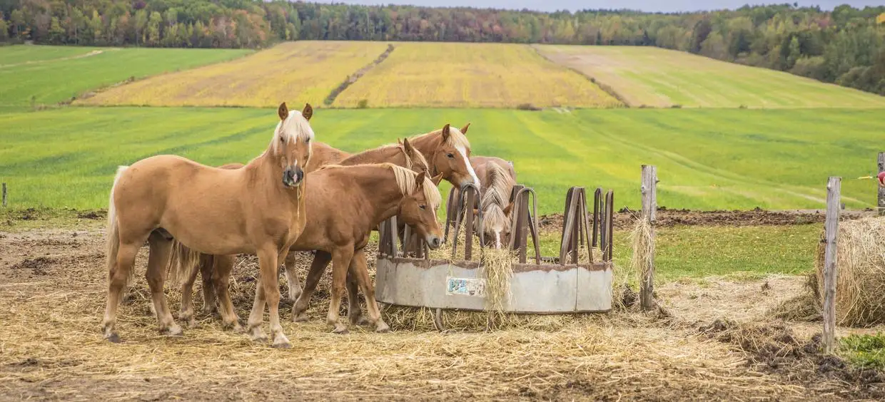 Chevaux bruns mangeant dans un champ verdoyant.