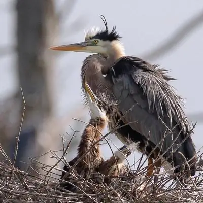 Héron au nid avec poussins dans un arbre