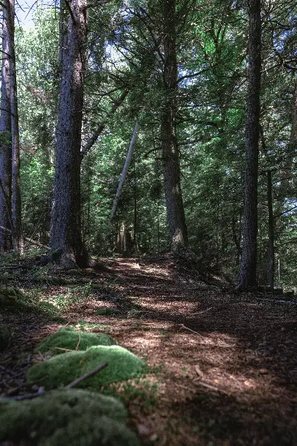 Sentier forestier ombragé par des arbres majestueux