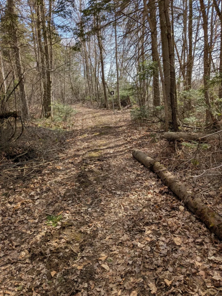 Sentier forestier couvert de feuilles mortes.