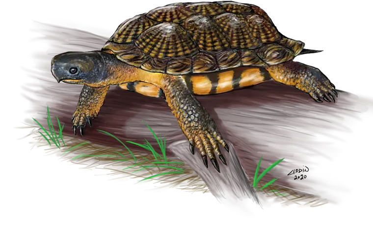 Tortue sur une branche avec quelques herbes vertes.