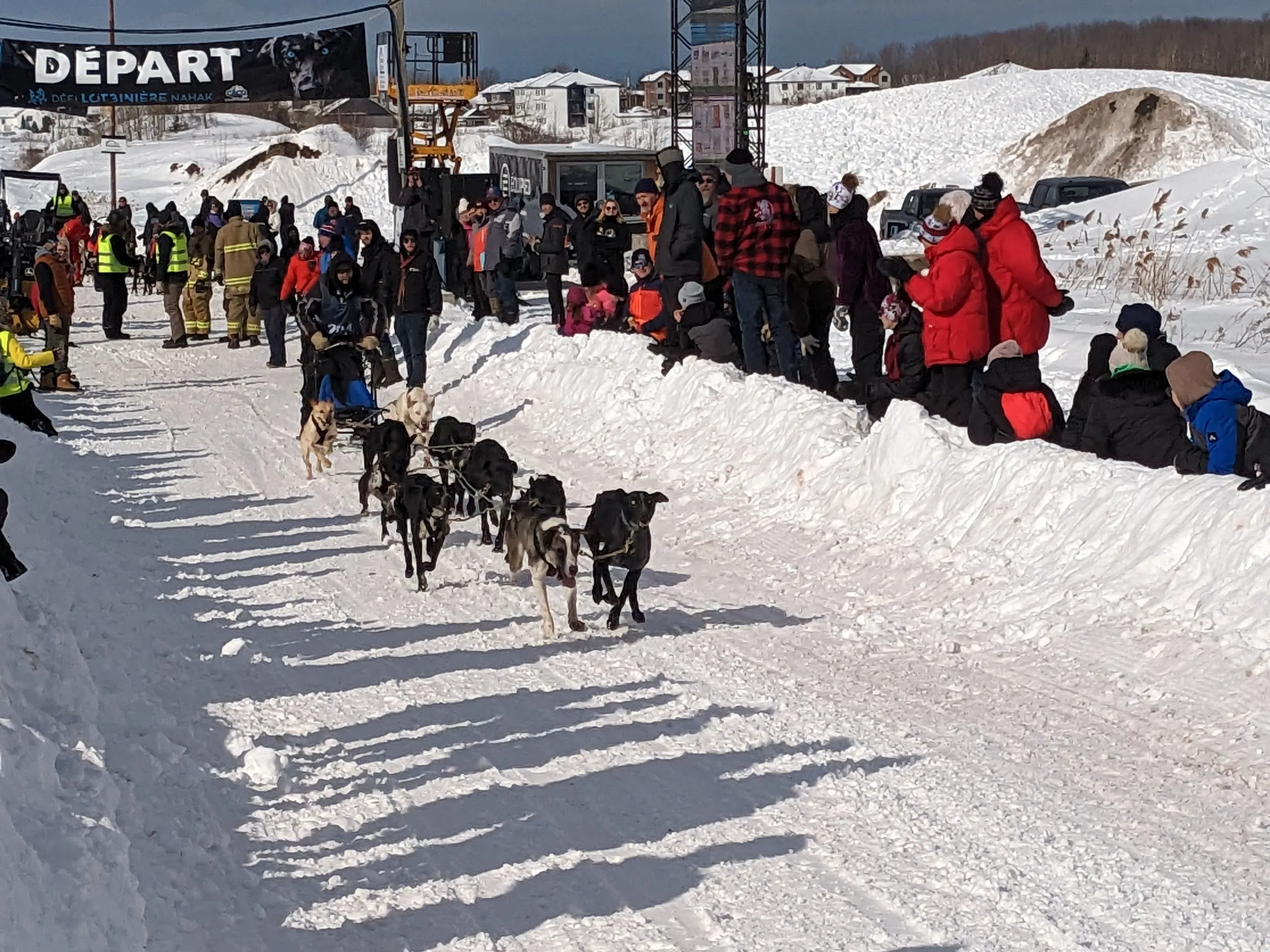 Course de chiens de traîneau en montagne enneigée.