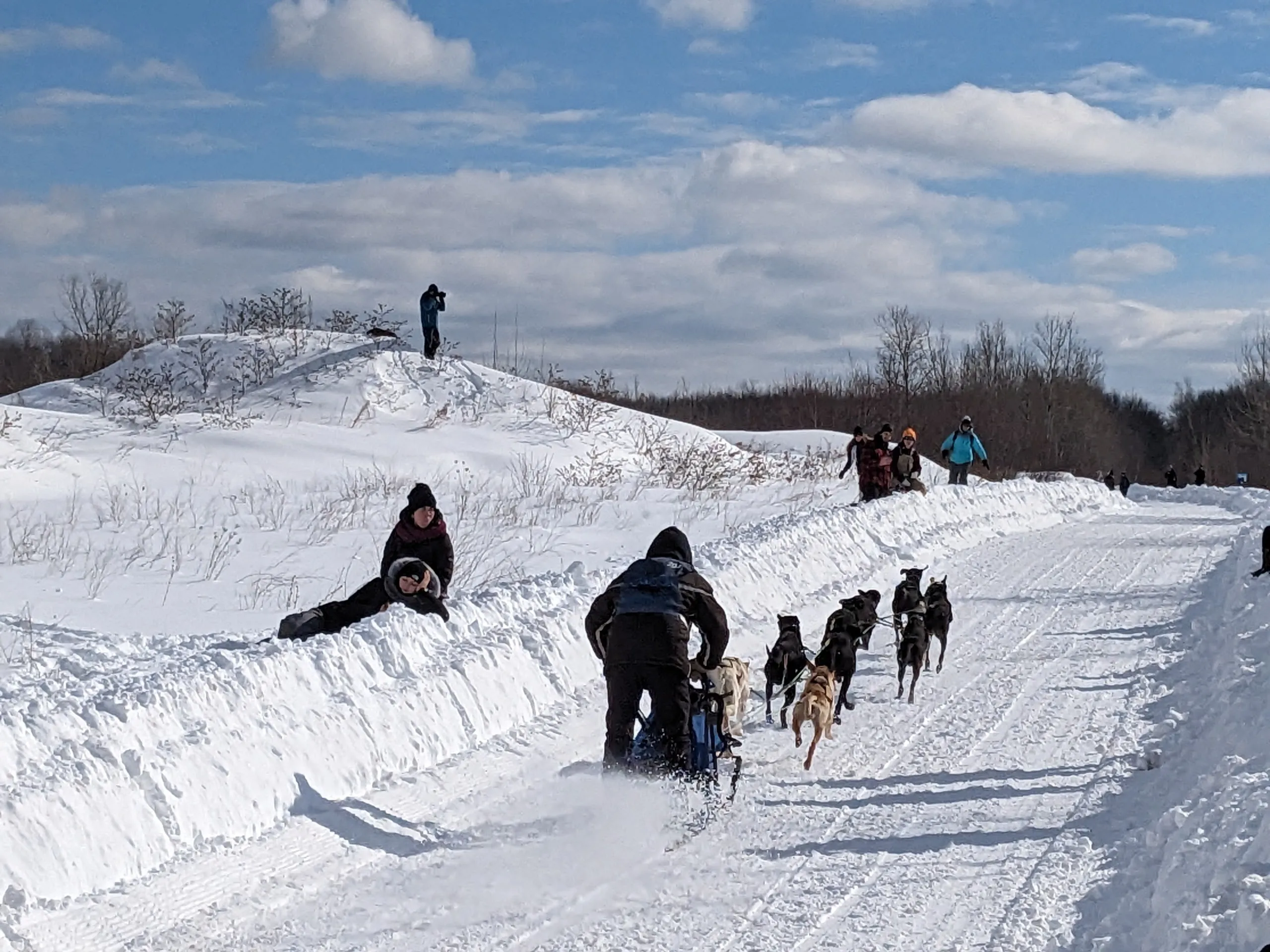 Course de chiens de traîneau sur neige.