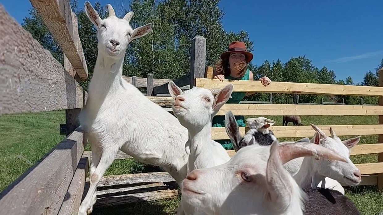 Femme et chèvres blanches dans un enclos en bois.