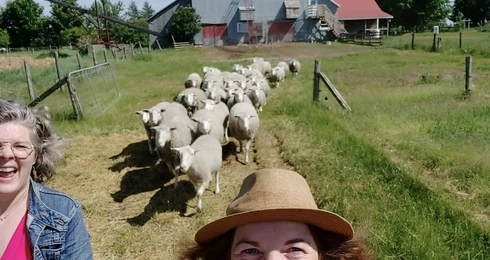 Groupe de moutons dans un champ près d'une ferme.