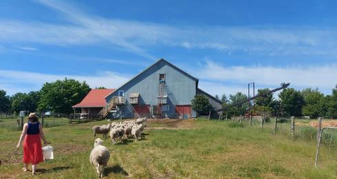 Femme et moutons près de la grange.
