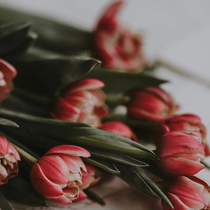 Fleuraissance, ferme florale