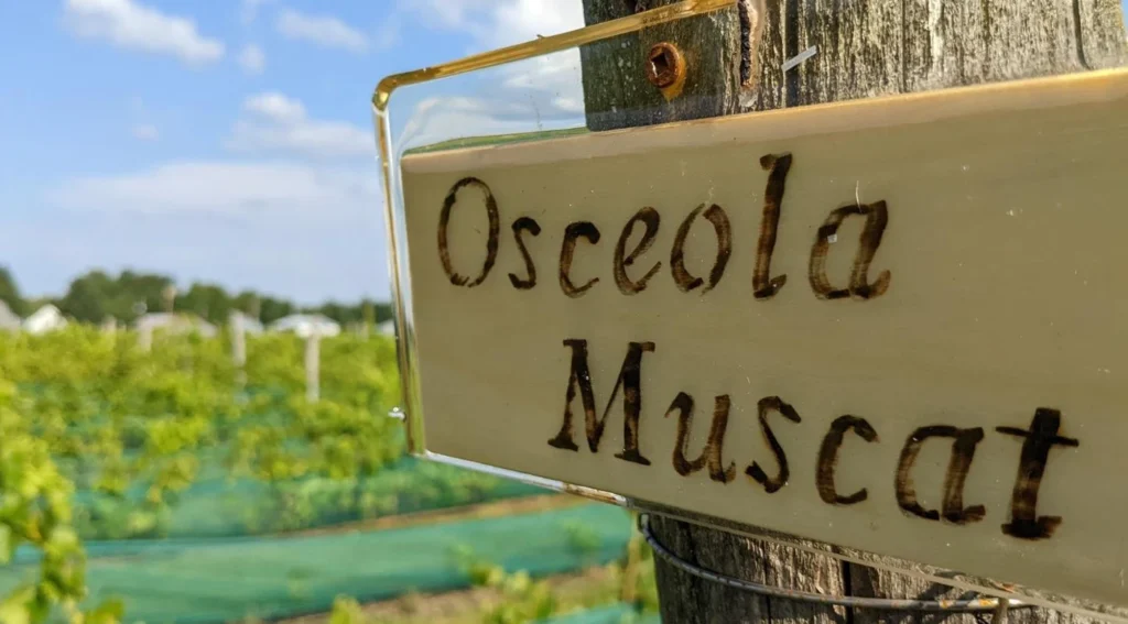 Panneau Osceola Muscat dans un vignoble