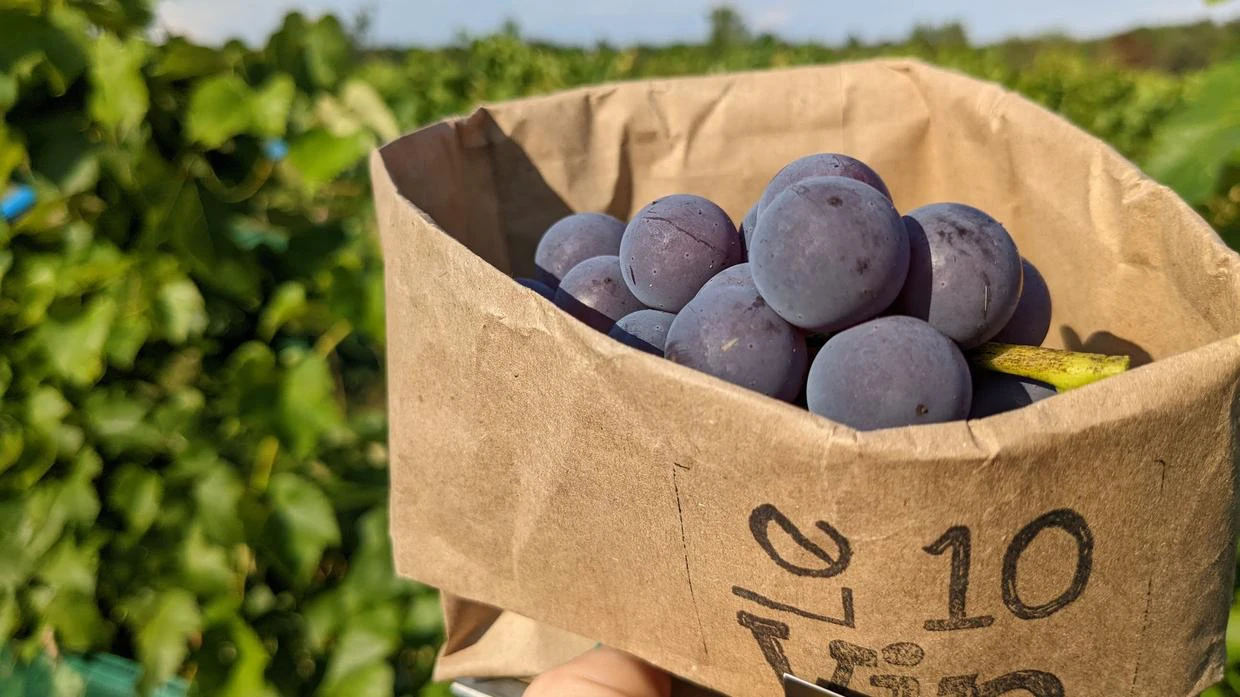 Raisins noirs dans un sac en papier, vignes.