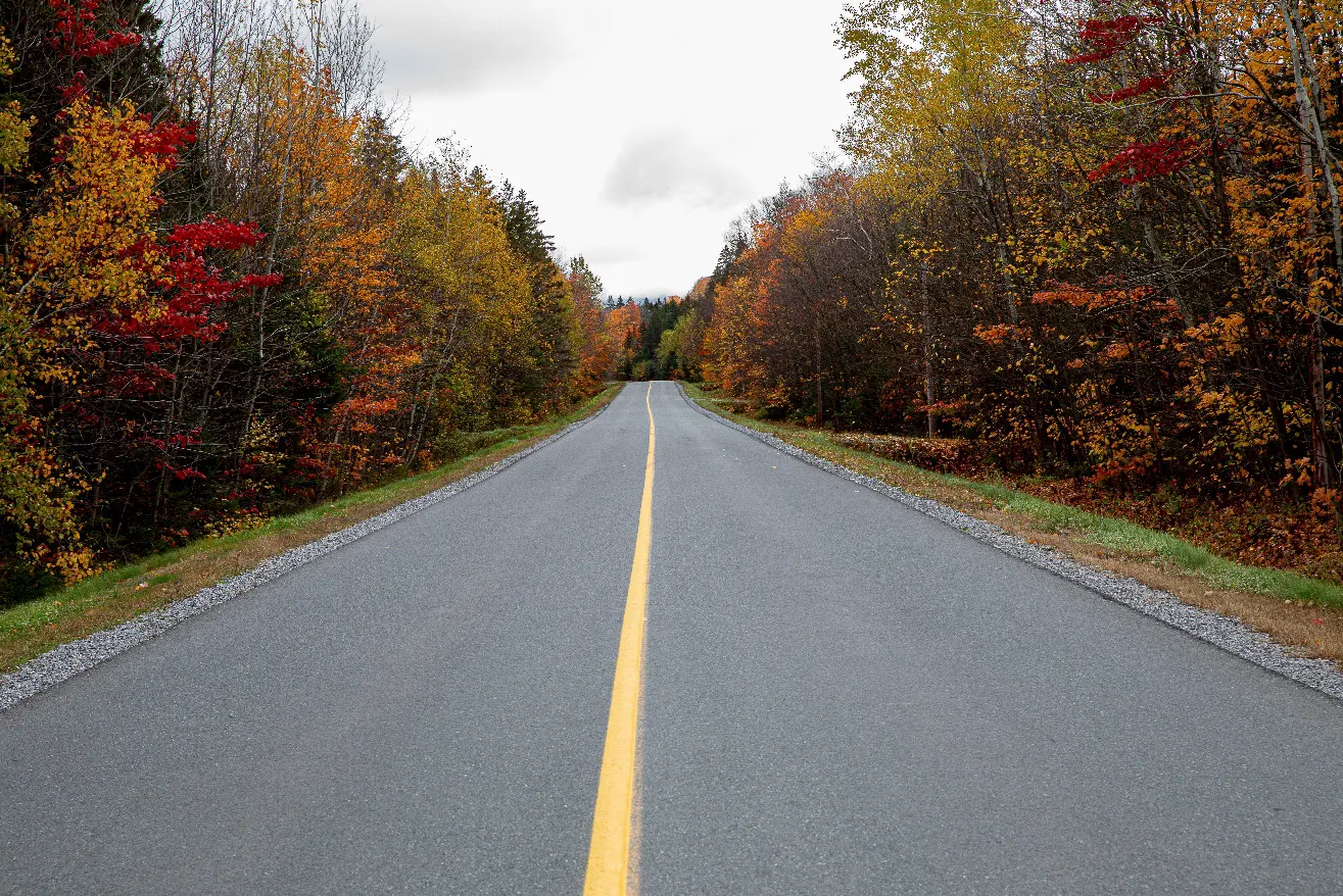 Route bordée d'arbres en automne