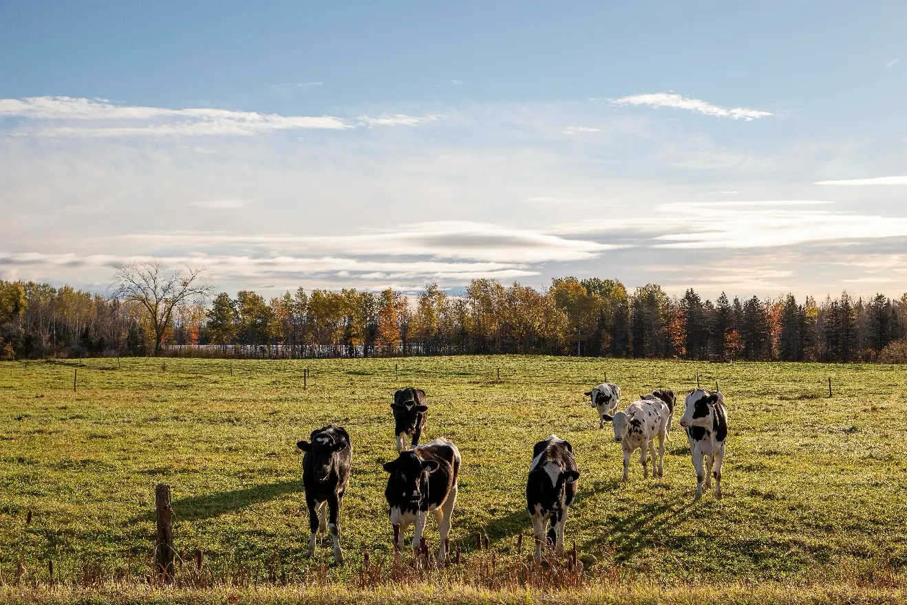 Vaches dans un champ au coucher du soleil.