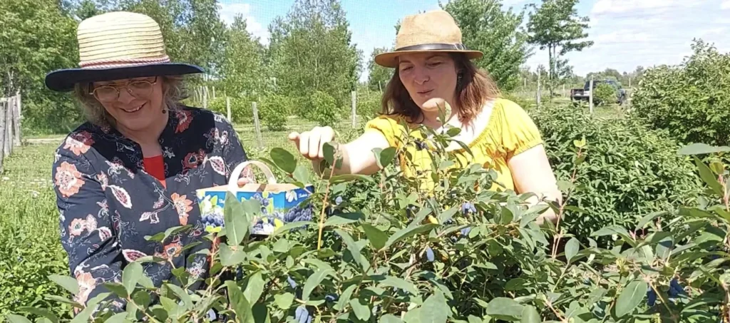 Récolte de baies par deux femmes dans un jardin.