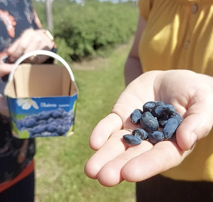 Main tenant des baies de camerise fraîches.