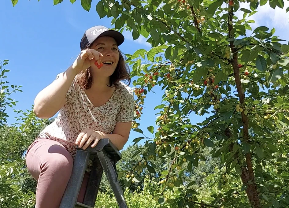 Récolte de cerises dans un verger ensoleillé.