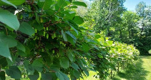 Vignes verdoyantes dans un jardin ensoleillé.