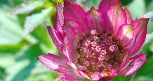 Fleur rose avec pétales verts en arrière-plan