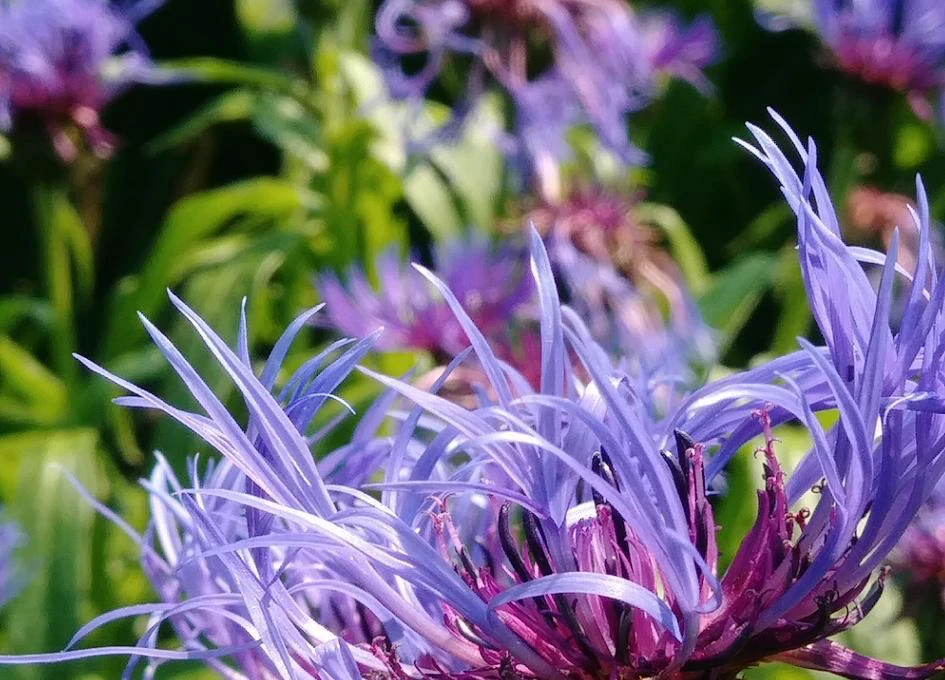 Fleurs de bleuet dans un jardin ensoleillé.