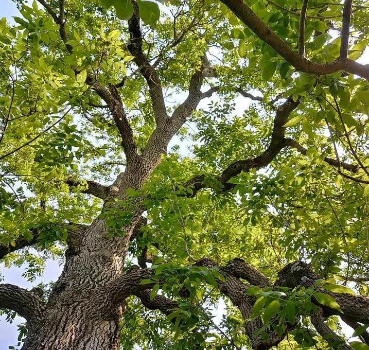 Vue en contre-plongée d'un arbre majestueux.