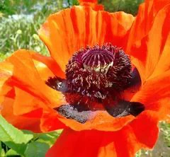 Gros plan d'un coquelicot orange vif au jardin.