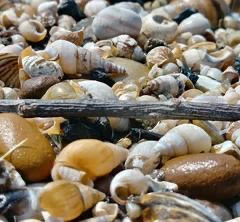 Coquillages variés sur plage sableuse, nature marine