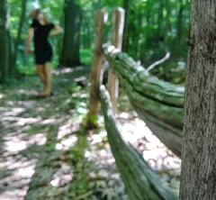Sentier forestier avec clôture en bois.
