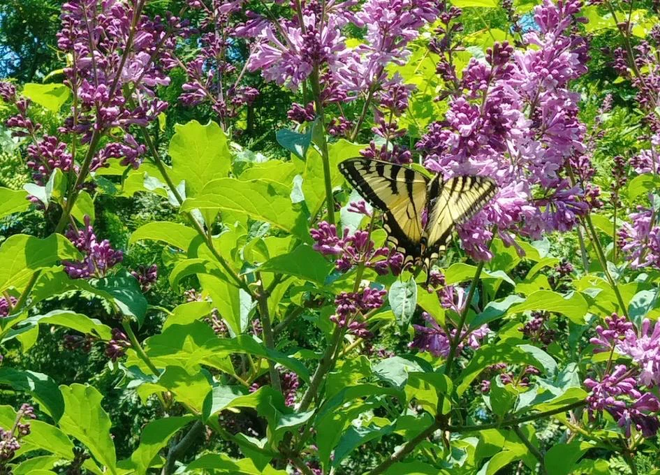 Papillon sur fleurs de lilas violettes et vertes.