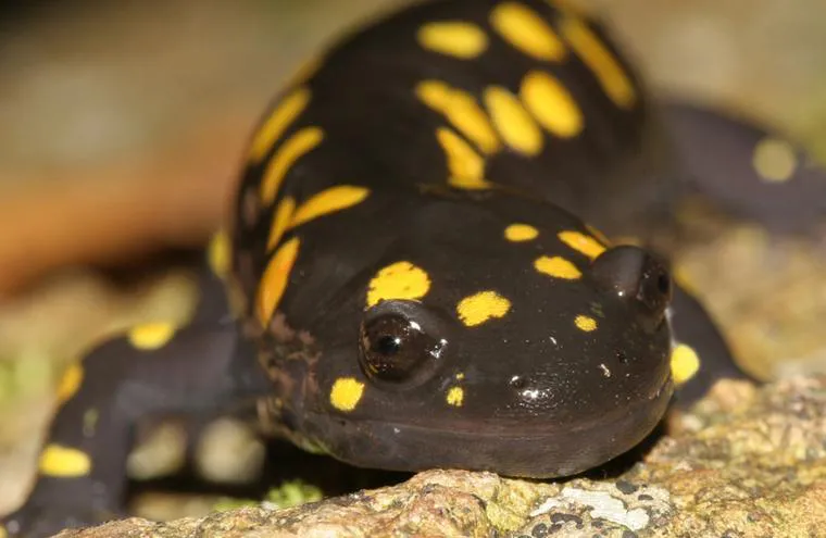 Salamandre tachetée sur un rocher