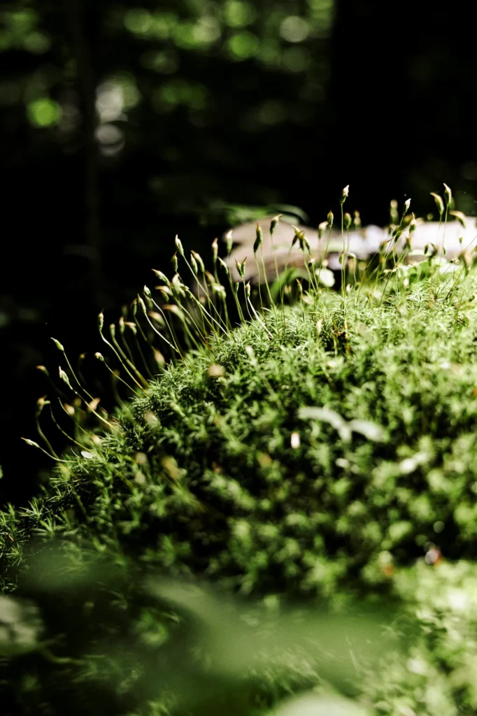 Gros plan de mousse verte dans la forêt.