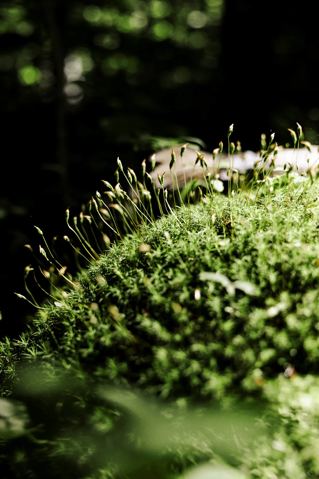 Gros plan de mousse verte dans la forêt.