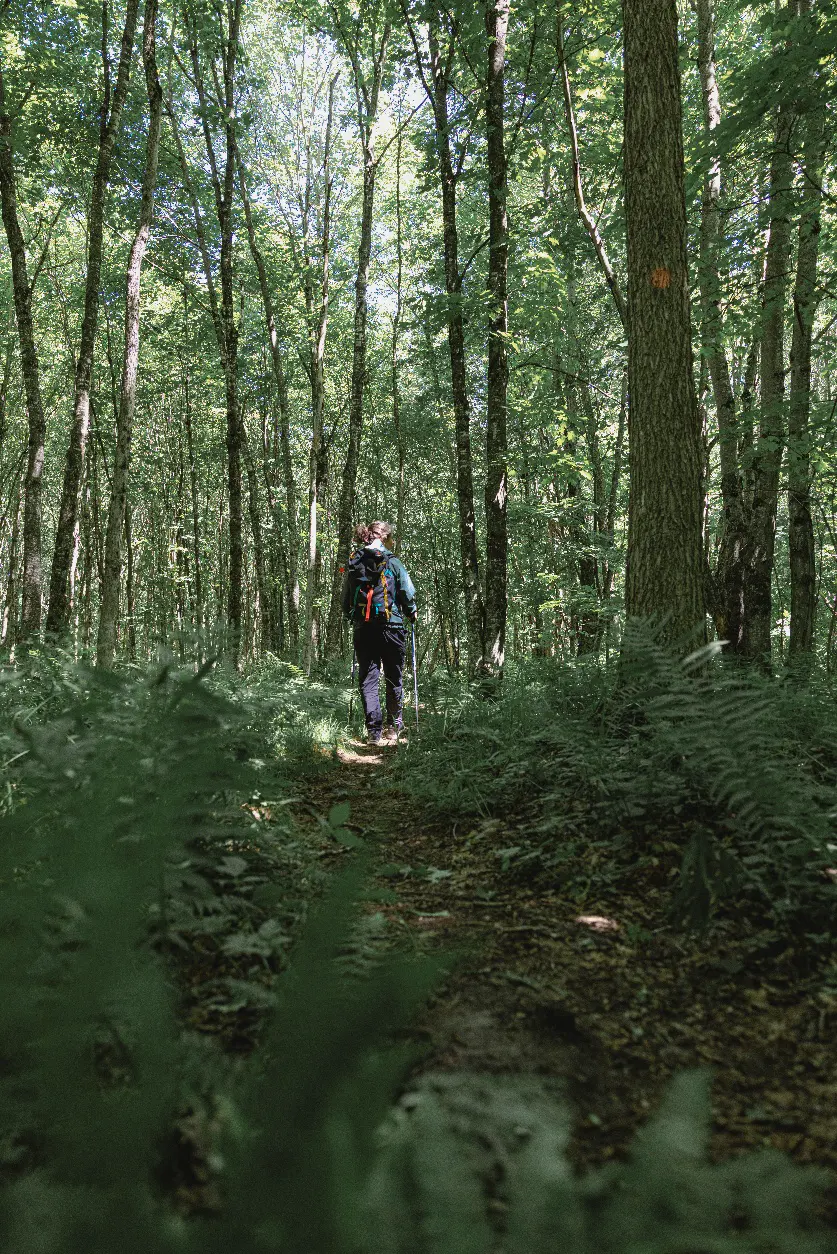 Randonneur marchant dans une forêt verdoyante