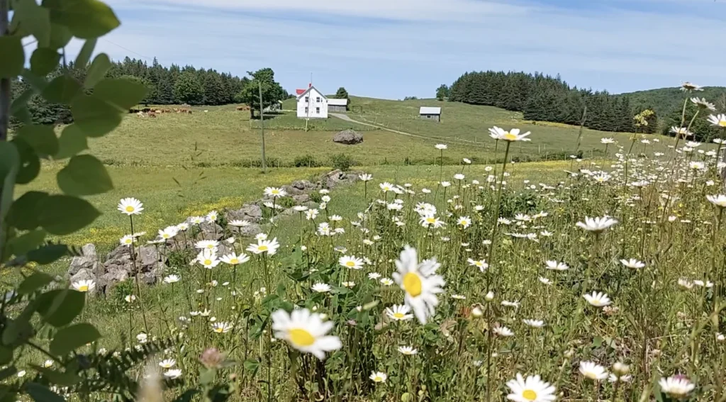 Champs de marguerites avec maison blanche à l'horizon.