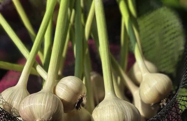 Ail d'Éli & saveurs d'autrefois