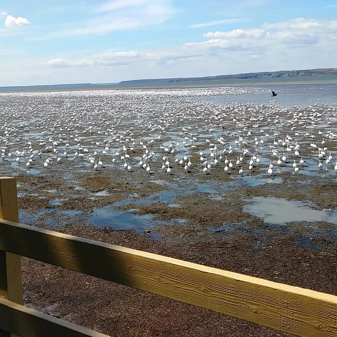 Observation des oiseaux