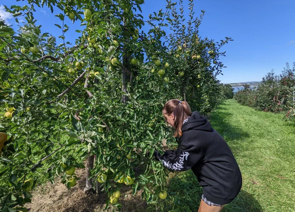 Jeune femme ramassant des pommes dans un verger.
