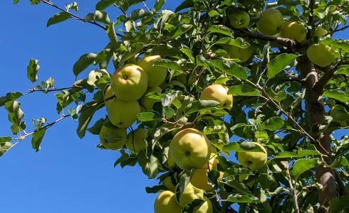 Pommes vertes sur un arbre sous ciel bleu.