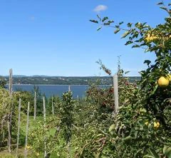Verger près d'un lac sous ciel bleu