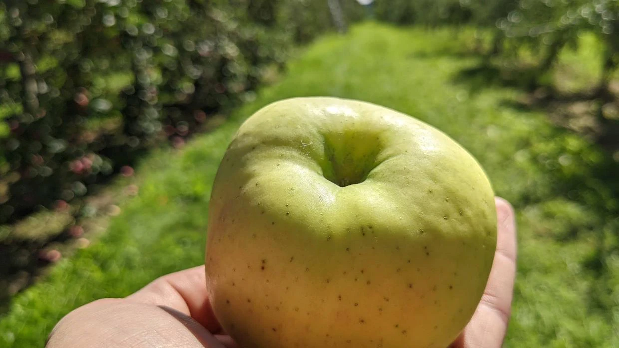 Pomme jaune tenue dans une main au verger
