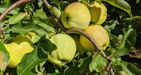 Pommes vertes sur un pommier luxuriant