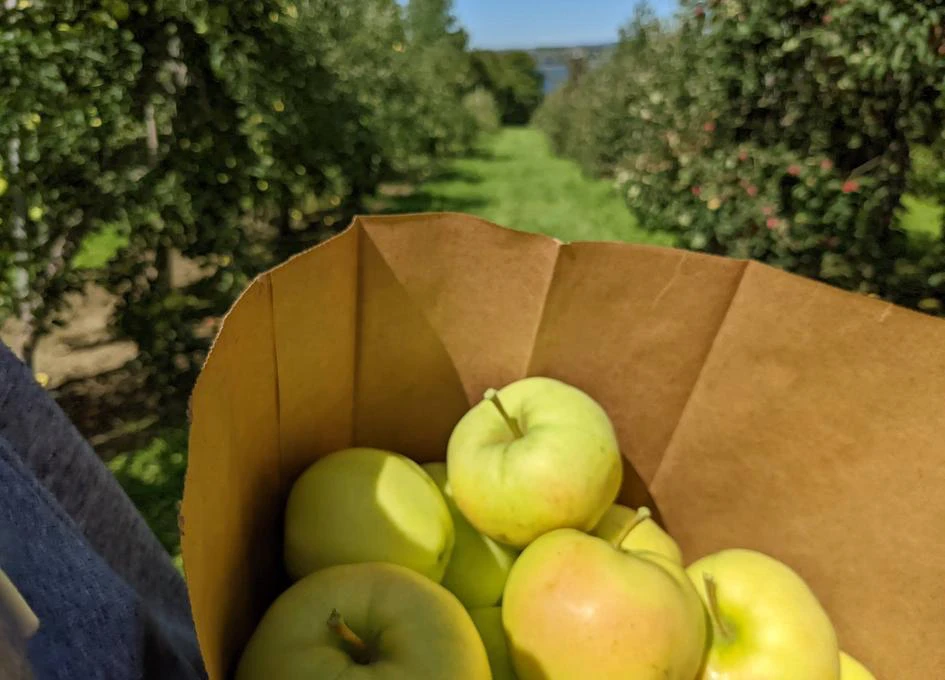 Cueillette de pommes dans un verger ensoleillé.