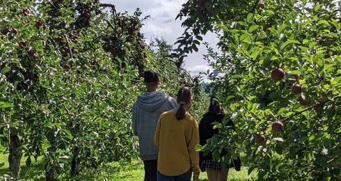 Promenade dans un verger de pommiers verdoyant
