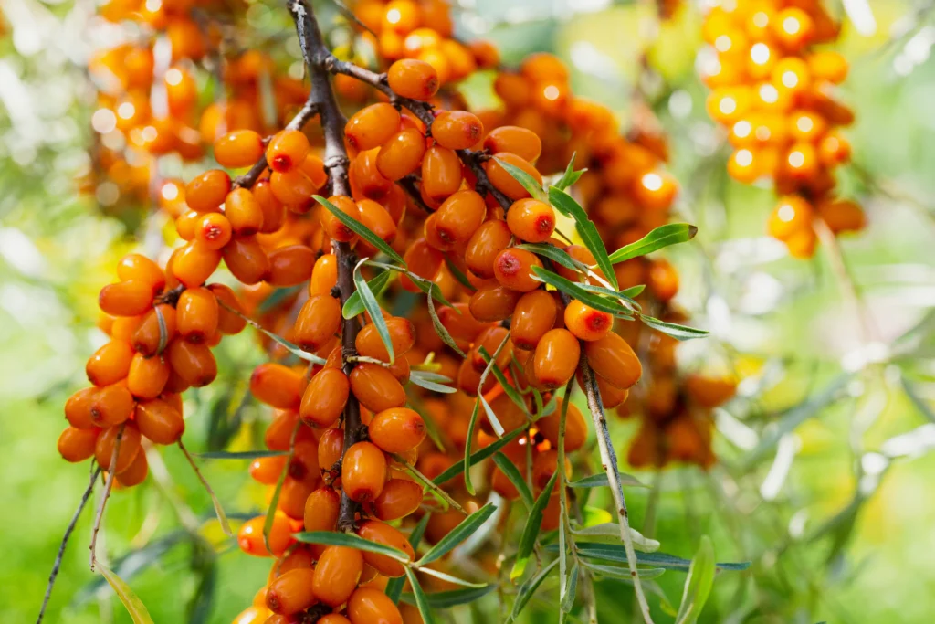 Argousier (août et septembre)