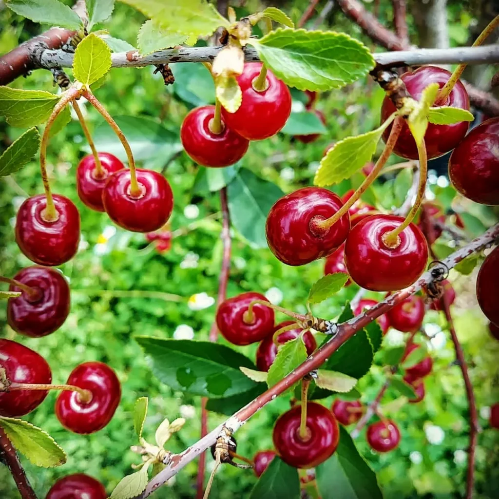 Cerise griotte (juin et juillet)